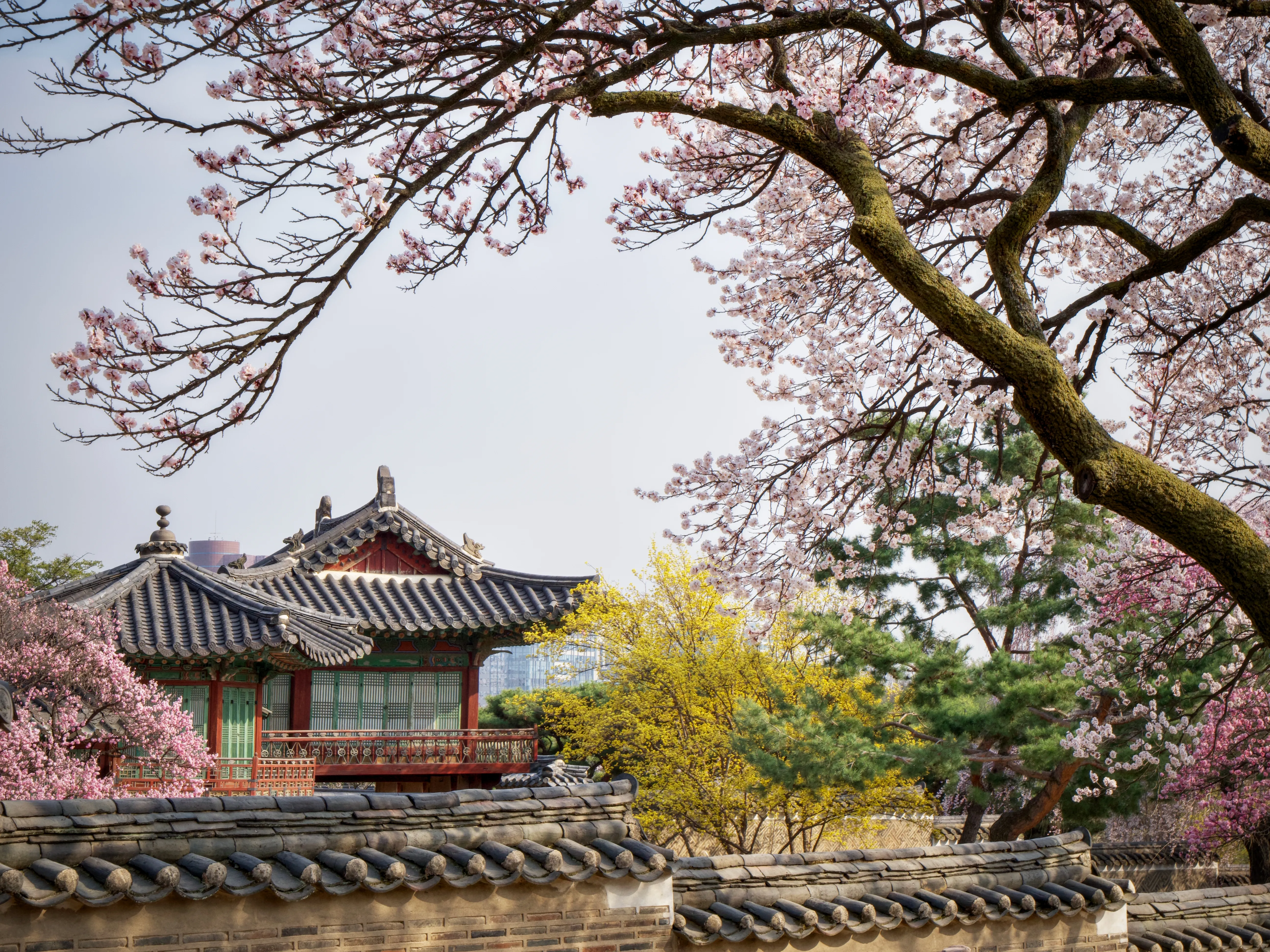 Cherry Blossoms Gallery - Picture 2